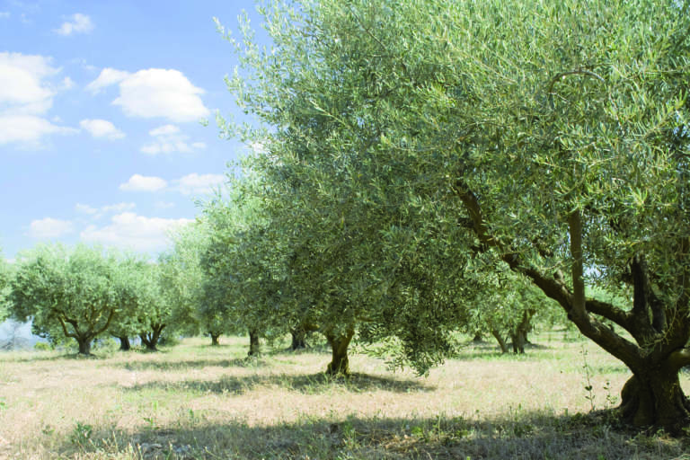 sostenibilità oliveto