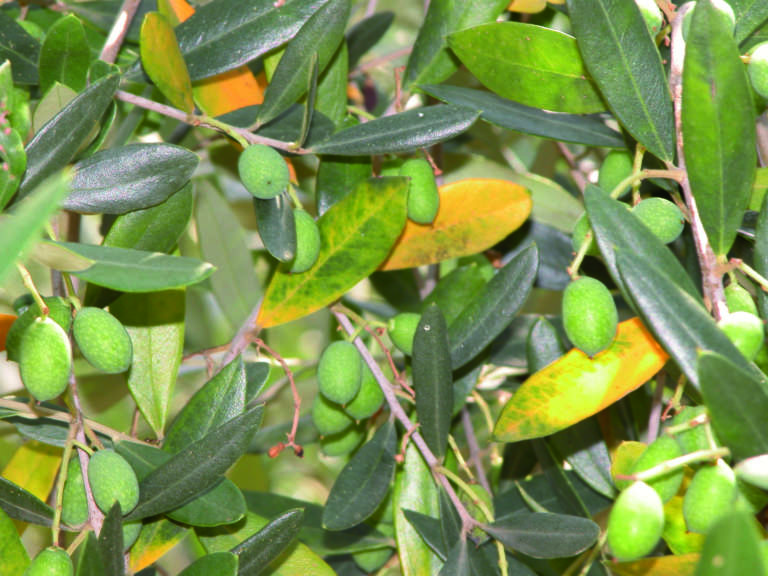 mosca dell'olivo