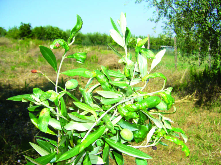 cecidomia fogliare olivo