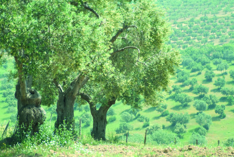 Calabria