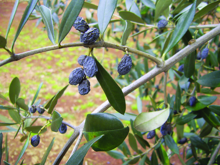 Xylella