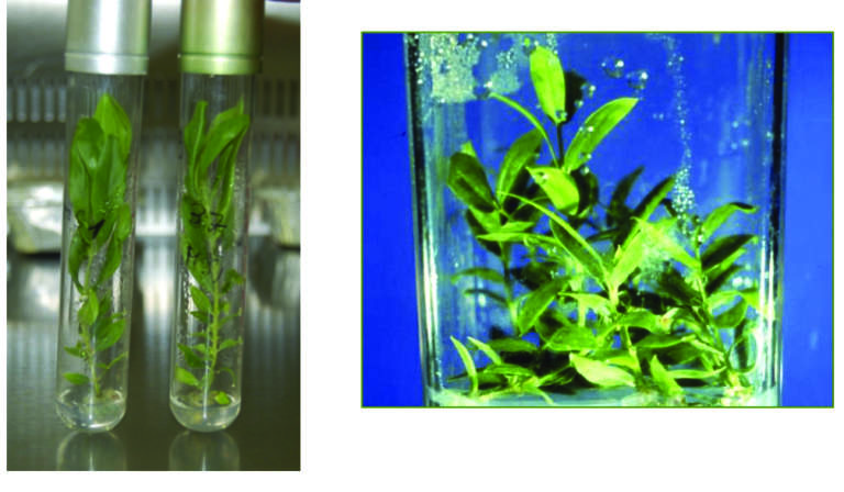 olivo in vitro