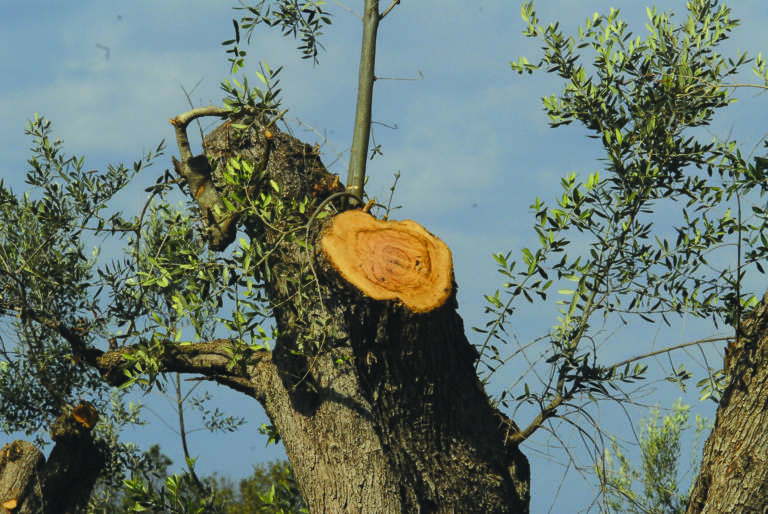 funghi legno olivi