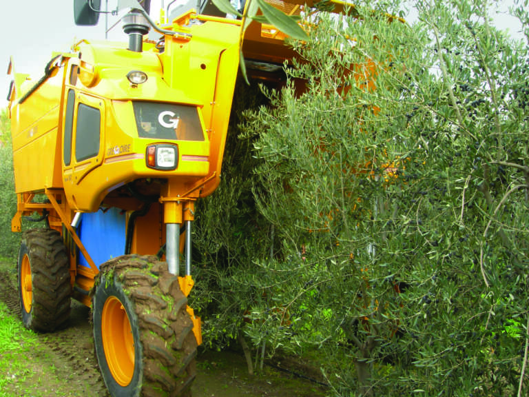 scavallatrice oliveti superintensivi