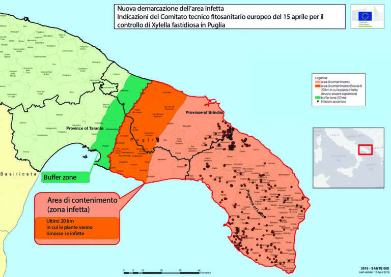 xylella in puglia