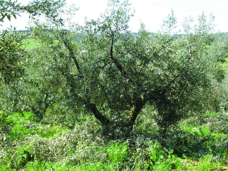 agevolatrici