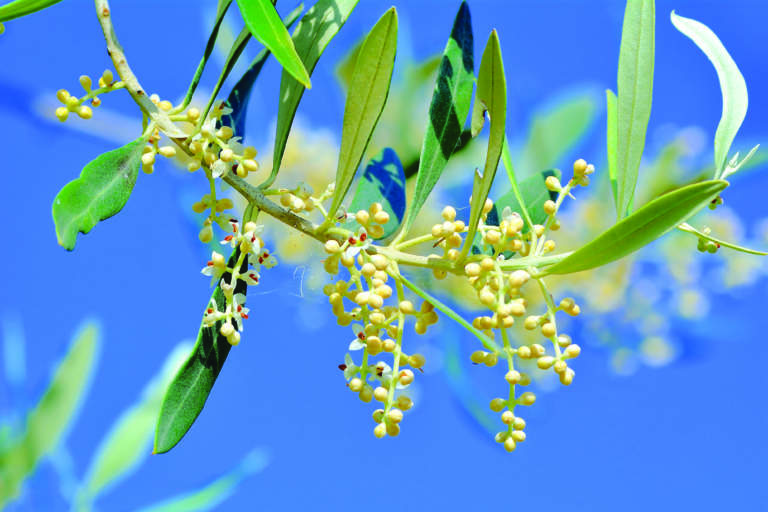 curare fioritura olivo