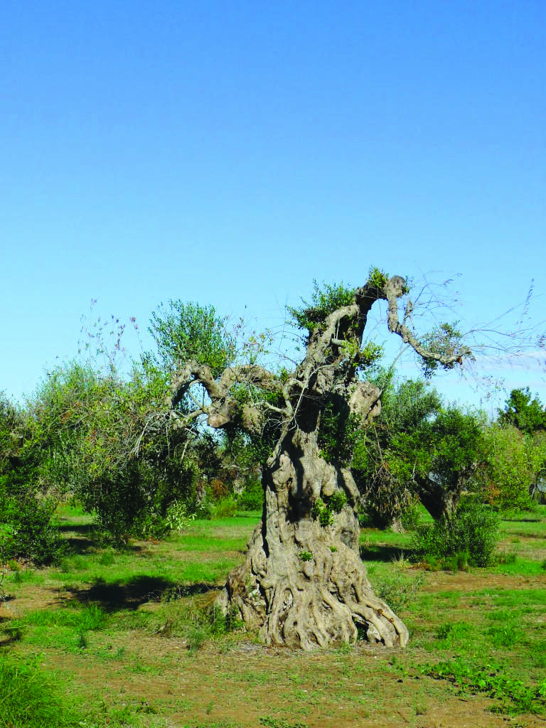 Xylella