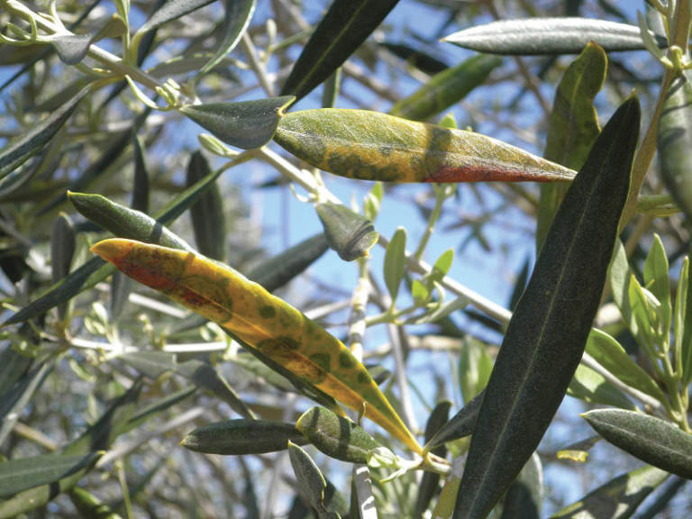 cicloconio uliveti