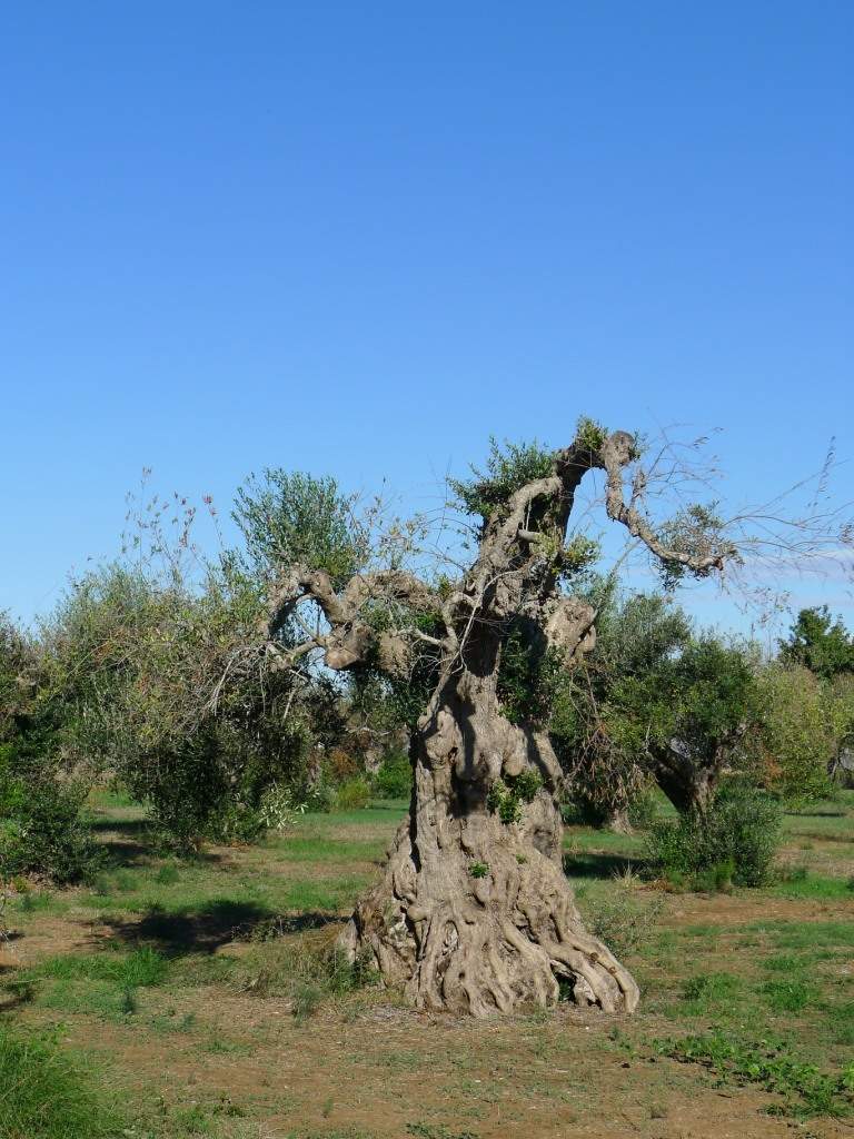 xylella