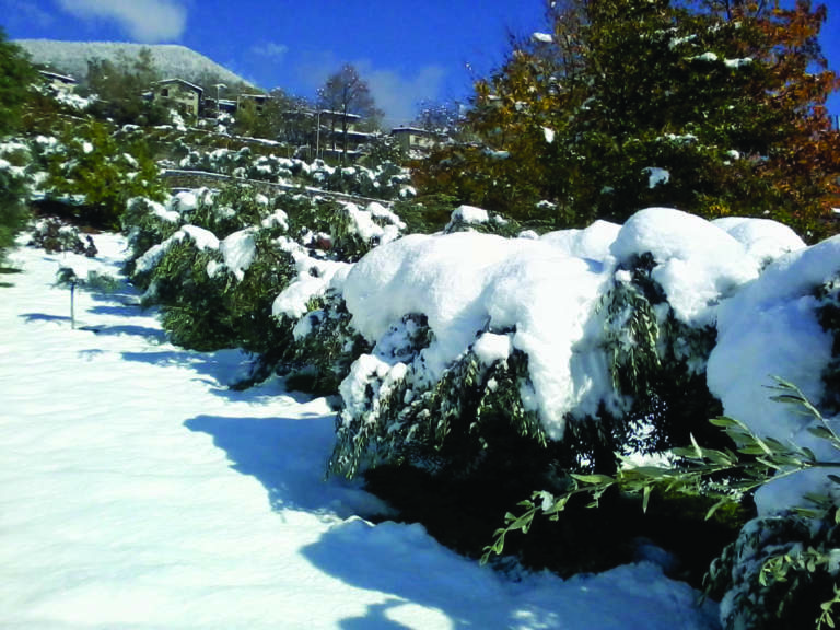 olivicoltura in valtellina