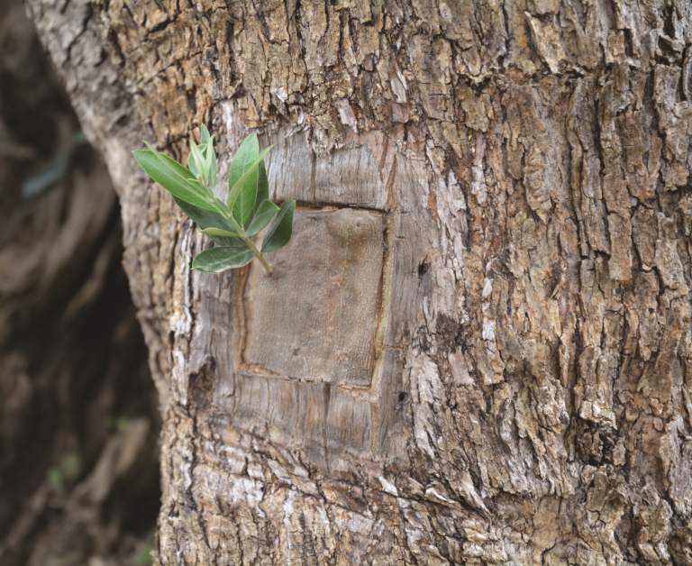 xylella salento