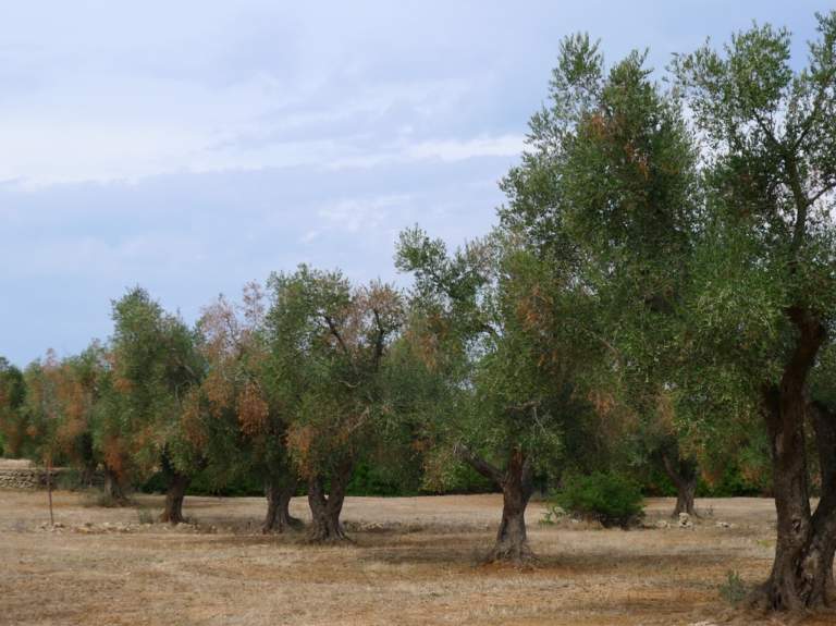 strategia contro xylella