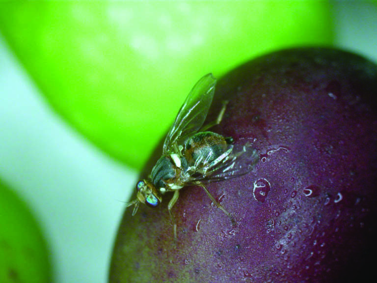 monitoraggio mosca olivo
