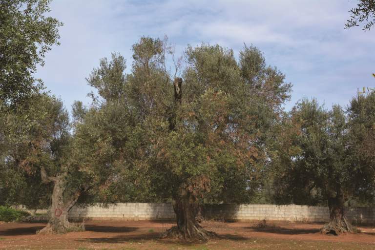 xylella