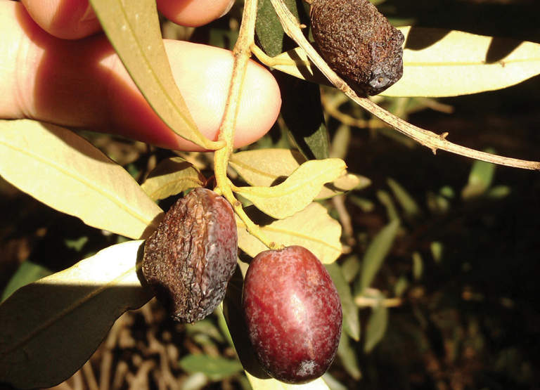 olivo