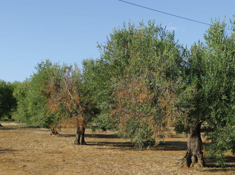 xylella su olivo