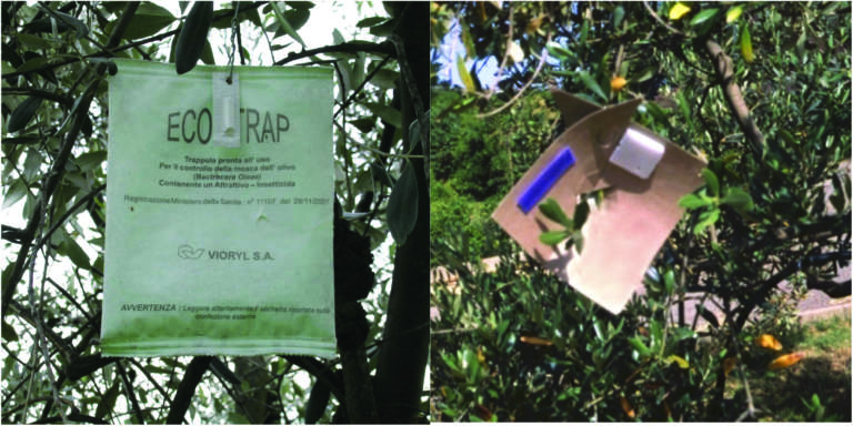 mosca dell'olivo