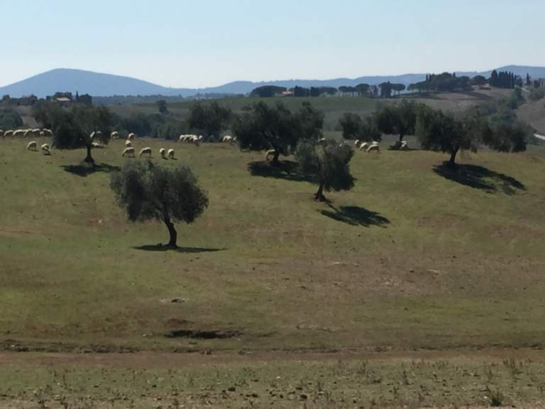 filiera