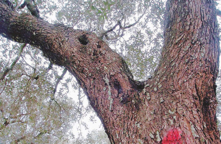 Xylella