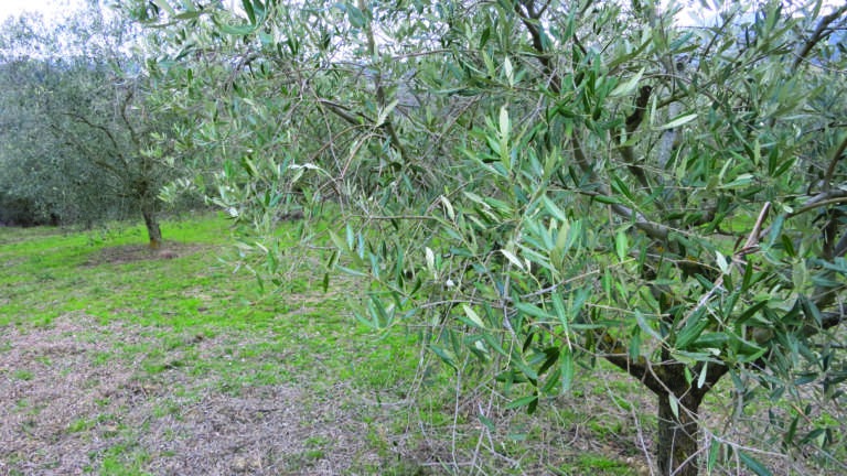 oliveto