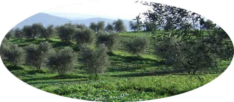 olivo