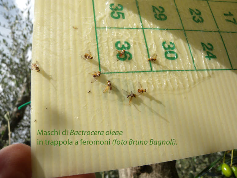 mosca dell'olivo