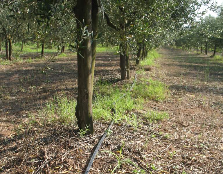 irrigazione olivo