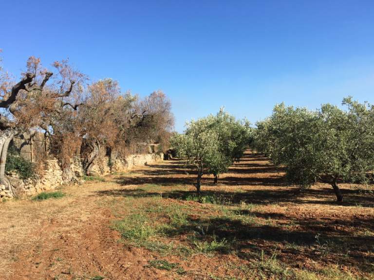 Xylella