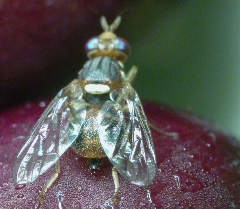 mosca dell'olivo