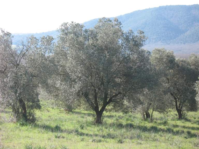 camminata tra gli olivi