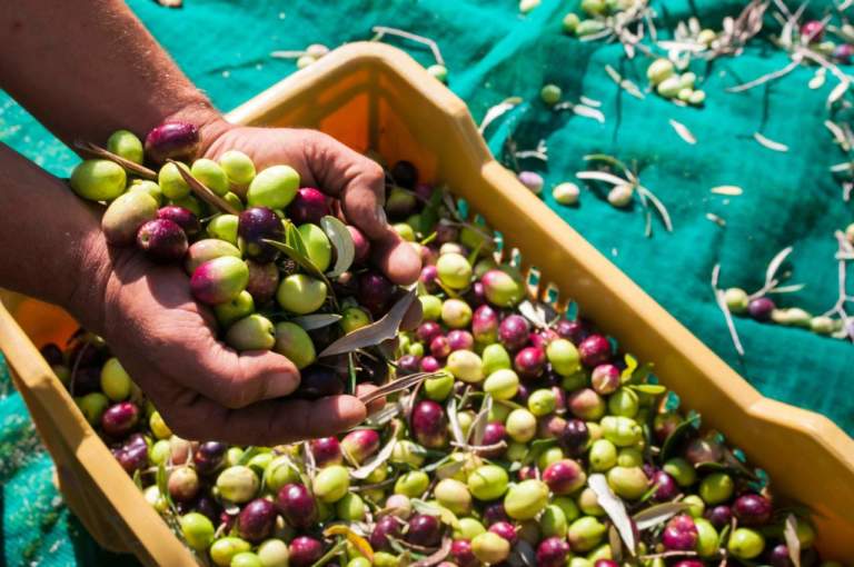 produzione olio