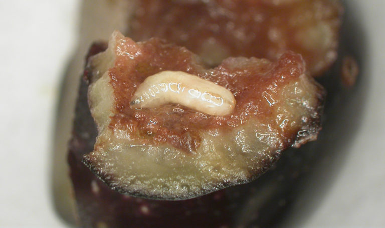 mosca delle olive