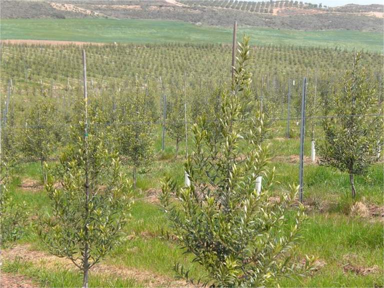 oliveti