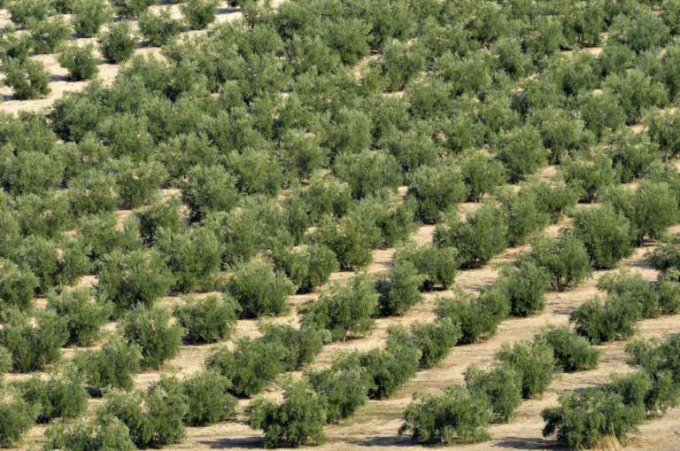 aziende agricole stime produzione olio