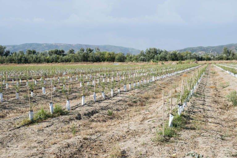 olio mercato internazionale