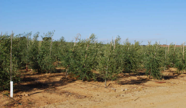 oliveti superintensivi