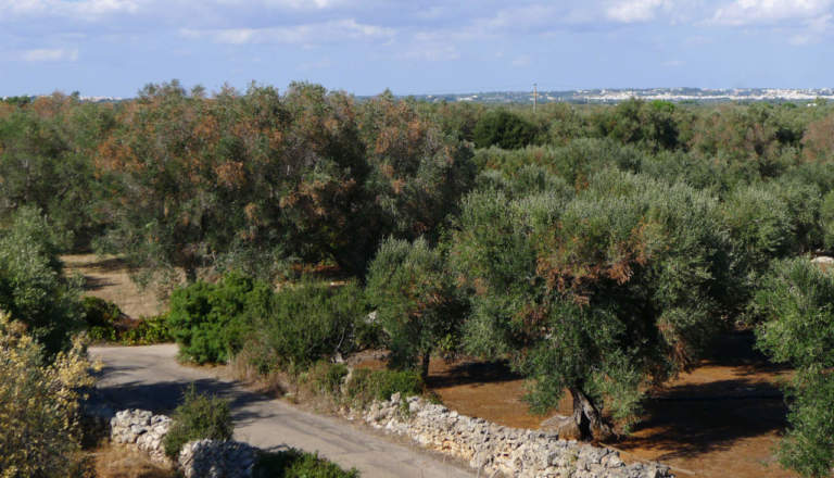 xylella fastidiosa