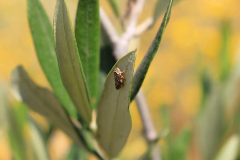 xylella fastidiosa