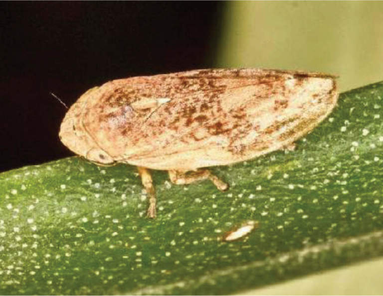 philaenus spumarius, vettore della xylella fastidiosa