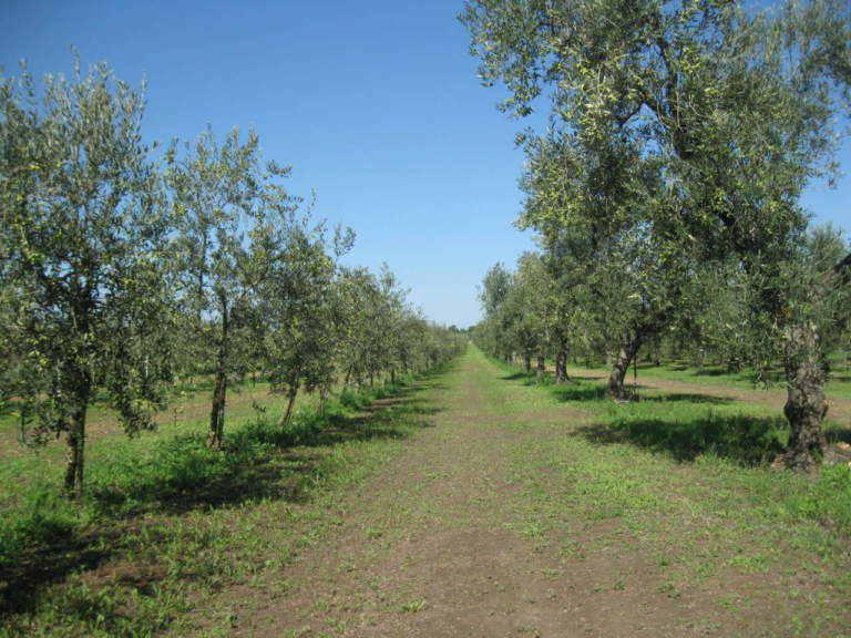 olio biologico