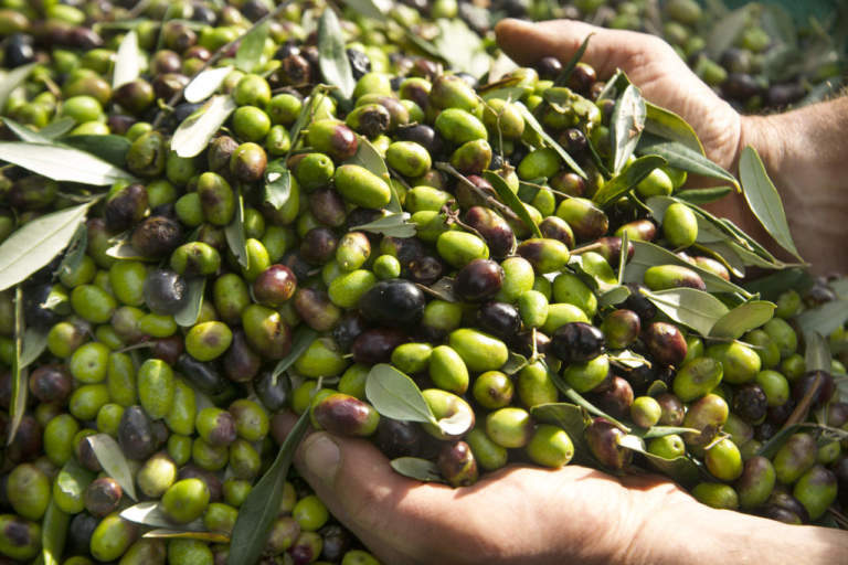 aifo olive