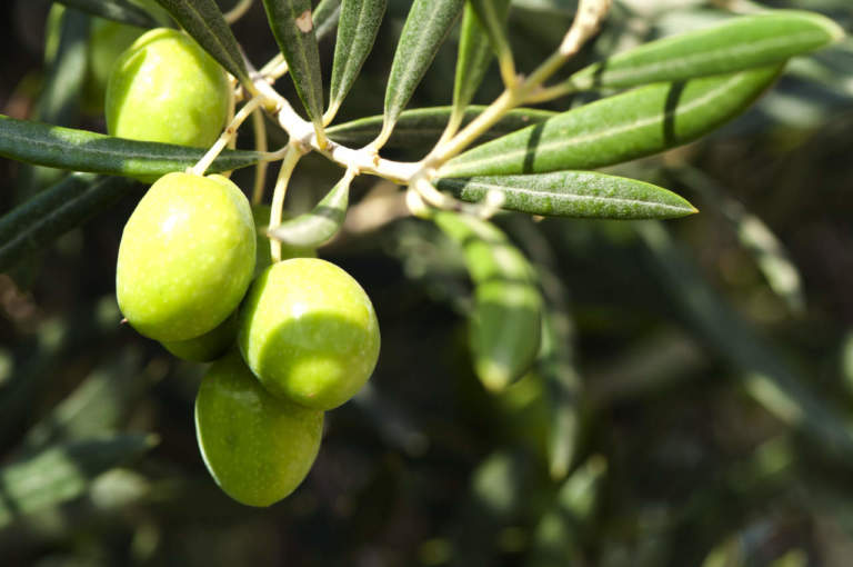 fattore luce su oliveto