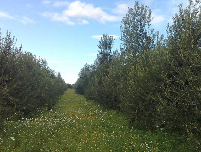 colture di copertura per oliveto