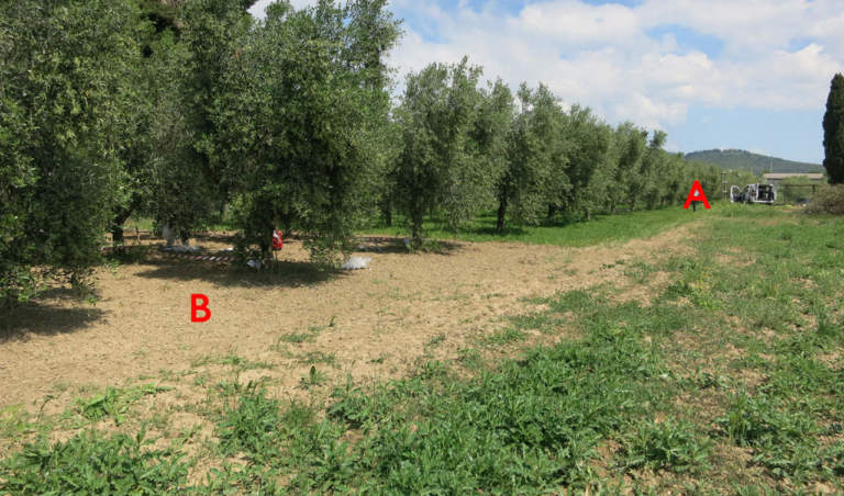 inerbimento in oliveto