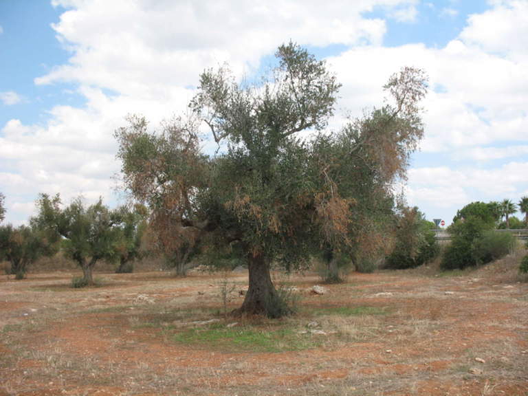 xylella fastidiosa