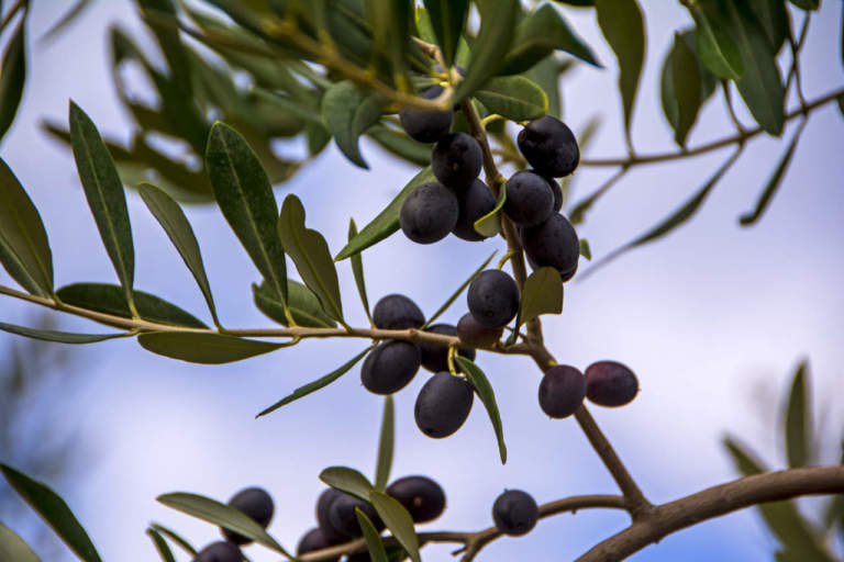 olio di roma igp