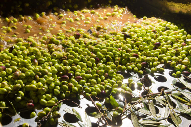 economia circolare nella filiera olearia