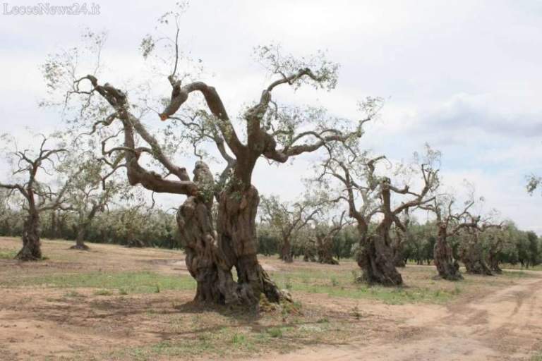 xylella olivo