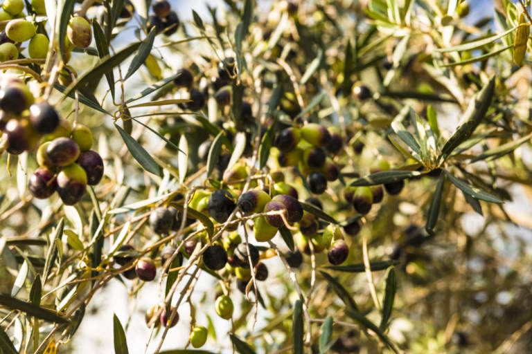 stress idrico in olivicoltura irrigua